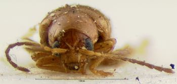 Media type: image; Entomology 18872   Aspect: head frontal view